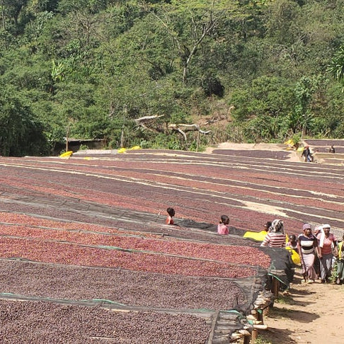 Ethiopia, Adado Natural