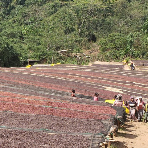 Ethiopia, Adado Natural