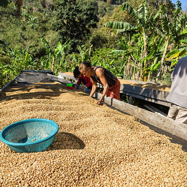 Honduras, Celia Portillo Anaerobic Washed