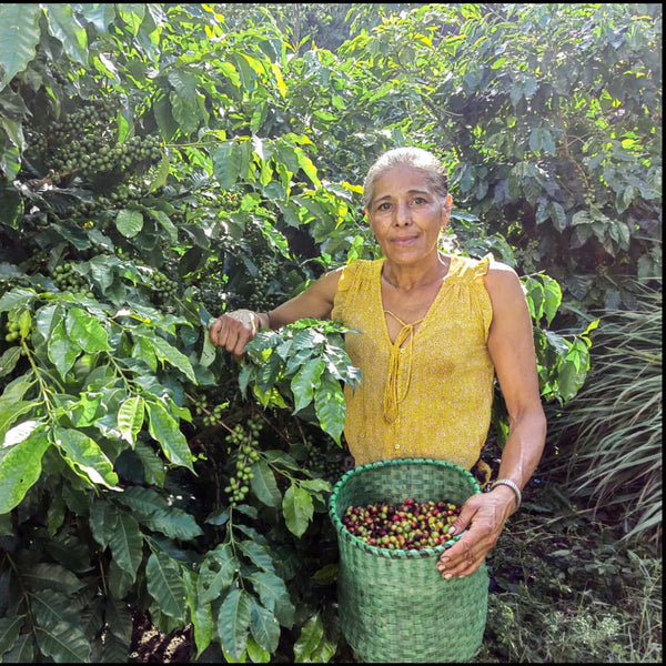 Honduras, Celia Portillo Anaerobic Washed