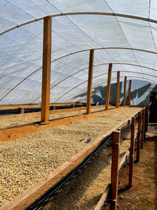 Guatemala, Flor de Cafe Community lot