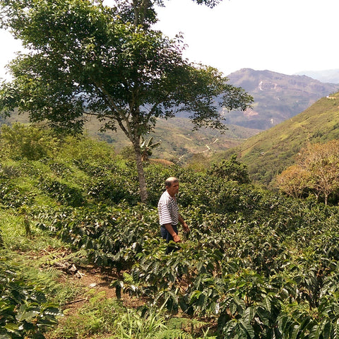 Peru, El Palto