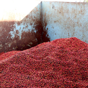 Coffee cherrys
