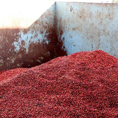 Coffee cherrys
