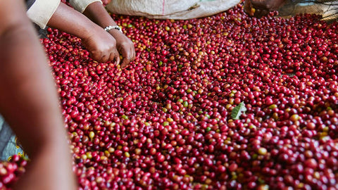Ethiopia, Ugura Guji G1